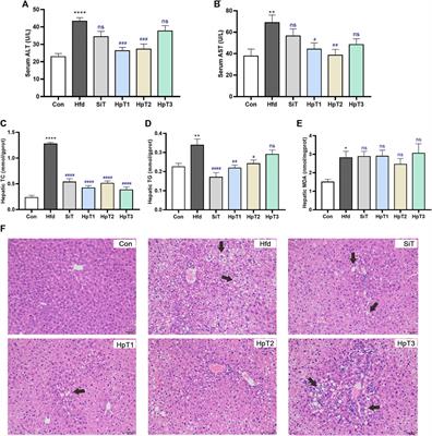 Structural Characterization of Peptides From Huangjiu and Their Regulation of Hepatic Steatosis and Gut Microbiota Dysbiosis in Hyperlipidemia Mice